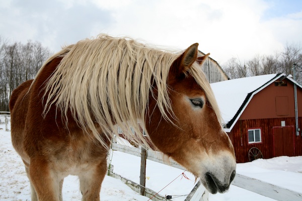 blonde snow horse